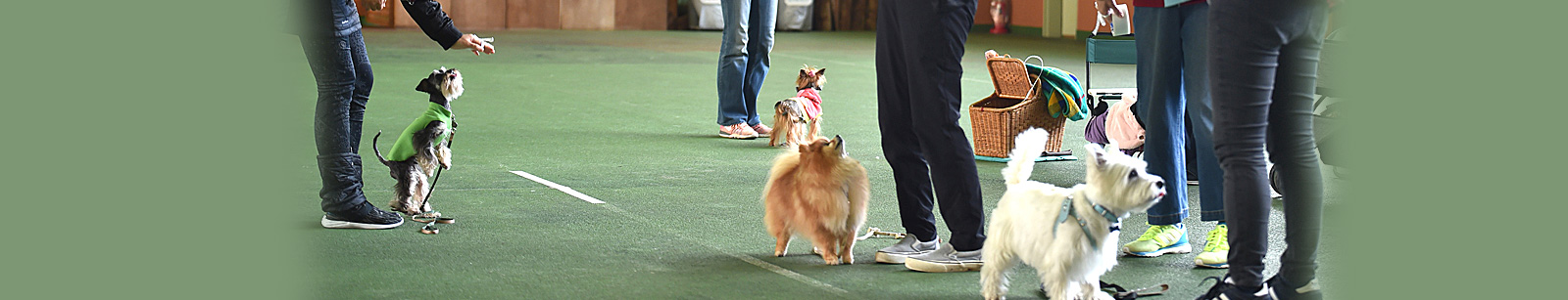 DDCトレーニングとは