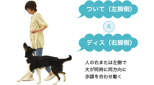 人の右または左側で犬が同時に同方向に歩調を合わせ動く